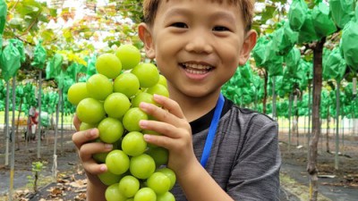 선물용으로 최고! 프리미엄 샤인머스켓 할인 정보까지 싹~ 다 알려드릴게요🍇